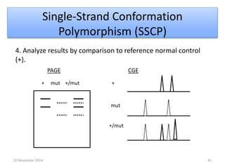 Single-Strand Conformation 
Polymorphism (SSCP) 
4. Analyze results by comparison to reference normal control 
(+). 
PAGE CGE 
+ mut +/mut + 
mut 
+/mut 
20 November 2014 41 
 