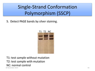 Single-Strand Conformation 
Polymorphism (SSCP) 
5. Detect PAGE bands by silver staining. 
T1 T2 NC 
T1: test sample without mutation 
T2: test sample with mutation 
NC: normal control 
20 November 2014 42 
 