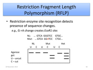 Restriction Fragment Length 
Polymorphism (RFLP) 
• Restriction enzyme site recognition detects 
presence of sequence changes. 
e.g., G->A change creates EcoR1 site: 
NL: … GTCA GGGTCC GTGC… 
Mut: … GTCA GGATCC CTGC… 
NL Mut Het 
U C U C U C 
Agarose 
gel: 
U – uncut 
C – cut 
20 November 2014 58 
 