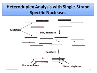 Heteroduplex Analysis with Single-Strand 
Specific Nucleases 
Renature 
Homoduplexes Heteroduplexes 
Mutation 
Mix, denature 
20 November 2014 60 
 
