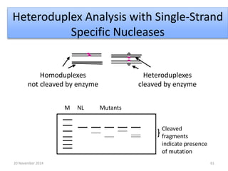 Heteroduplex Analysis with Single-Strand 
Specific Nucleases 
M NL Mutants 
Heteroduplexes 
cleaved by enzyme 
Cleaved 
fragments 
indicate presence 
of mutation 
Homoduplexes 
not cleaved by enzyme 
20 November 2014 61 
 