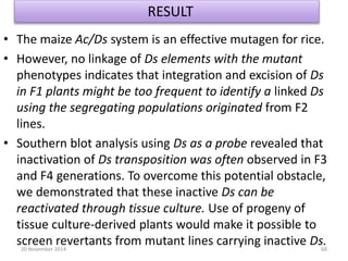 RESULT 
• The maize Ac/Ds system is an effective mutagen for rice. 
• However, no linkage of Ds elements with the mutant 
phenotypes indicates that integration and excision of Ds 
in F1 plants might be too frequent to identify a linked Ds 
using the segregating populations originated from F2 
lines. 
• Southern blot analysis using Ds as a probe revealed that 
inactivation of Ds transposition was often observed in F3 
and F4 generations. To overcome this potential obstacle, 
we demonstrated that these inactive Ds can be 
reactivated through tissue culture. Use of progeny of 
tissue culture-derived plants would make it possible to 
screen revertants from mutant lines carrying inactive Ds. 
20 November 2014 68 
 