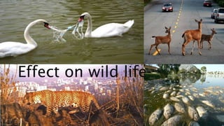 Effect on wild life
 
