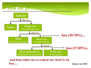 Spikelet
Pedicel Paddy rice
Floret (Rough rice)
Husk
(Lemma and palea)
Brown rice
Caryopsis (grain)
Bran and Embryo
(Outer layer of caryopsis)
White rice
(Endosperm)
Harvest
Dehusk
Polish
loss (20.70%)…
loss (17.05%)..
And from white rice to cooked rice 36.61% Zn
loss… Saha et al. 2015
 