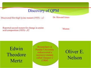 Researchers at
Purdue University
rediscovered a
recessive mutant
called Opaque-2
(1964)
Edwin
Theodore
Mertz
Oliver E.
Nelson
Discovered first high lysine mutant (1935) - o2 Dr. Howard Jones
MummReported second mutant for change in amino
acid composition (1935) - fl2
Discovery of QPM
 