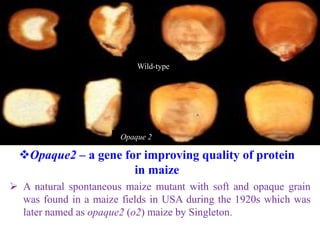 Wild-type
Opaque 2
Opaque2 – a gene for improving quality of protein
in maize
 A natural spontaneous maize mutant with soft and opaque grain
was found in a maize fields in USA during the 1920s which was
later named as opaque2 (o2) maize by Singleton.
 