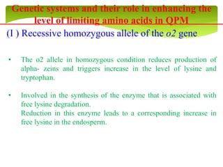 Genetic systems and their role in enhancing the
level of limiting amino acids in QPM
(I ) Recessive homozygous allele of the o2 gene
• The o2 allele in homozygous condition reduces production of
alpha- zeins and triggers increase in the level of lysine and
tryptophan.
• Involved in the synthesis of the enzyme that is associated with
free lysine degradation.
Reduction in this enzyme leads to a corresponding increase in
free lysine in the endosperm.
 