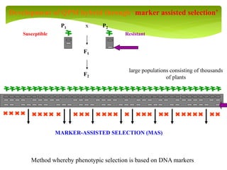 F2
P2
F1
P1 x
large populations consisting of thousands
of plants
ResistantSusceptible
MARKER-ASSISTED SELECTION (MAS)
Method whereby phenotypic selection is based on DNA markers
Development of QPM hybrid through ‘marker assisted selection’
 