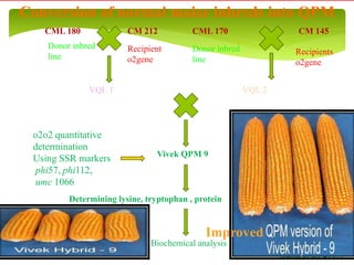 CML 180
VQL 1
CML 170CM 212
VQL 2
CM 145
Recipient
o2gene
Recipients
o2gene
Donor inbred
line
Donor inbred
line
Vivek QPM 9
(92.0%) (94.44%)
o2o2 quantitative
determination
Using SSR markers
phi57, phi112,
umc 1066
Determining lysine, tryptophan , protein
Biochemical analysis
Conversion of normal maize inbreds into QPM
Gupta et al. 2009.
Improved
 