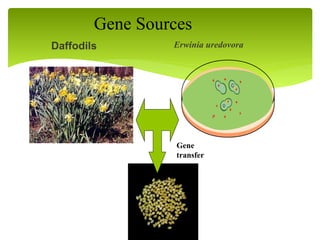 Daffodils
Gene
transfer
Golden Rice
Erwinia uredovora
Gene Sources
 