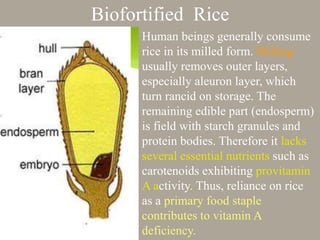Biofortified Rice
Human beings generally consume
rice in its milled form. Milling
usually removes outer layers,
especially aleuron layer, which
turn rancid on storage. The
remaining edible part (endosperm)
is field with starch granules and
protein bodies. Therefore it lacks
several essential nutrients such as
carotenoids exhibiting provitamin
A activity. Thus, reliance on rice
as a primary food staple
contributes to vitamin A
deficiency.
 