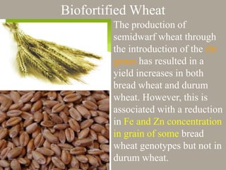 The production of
semidwarf wheat through
the introduction of the rht
genes has resulted in a
yield increases in both
bread wheat and durum
wheat. However, this is
associated with a reduction
in Fe and Zn concentration
in grain of some bread
wheat genotypes but not in
durum wheat.
Biofortified Wheat
 