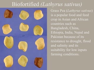 Biofortified (Lathyrus sativus)
Grass Pea (Lathyrus sativus)
is a popular food and feed
crop in Asian and African
countries such as
Bangladesh, China,
Ethiopia, India, Nepal and
Pakistan because of its
resistance to drought, flood
and salinity and its
suitability for low inputs
farming conditions.
 