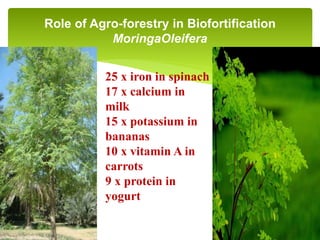 Role of Agro-forestry in Biofortification
MoringaOleifera
25 x iron in spinach
17 x calcium in
milk
15 x potassium in
bananas
10 x vitamin A in
carrots
9 x protein in
yogurt
 