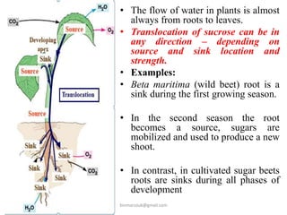 SOURCE-SINK relationship.pptx