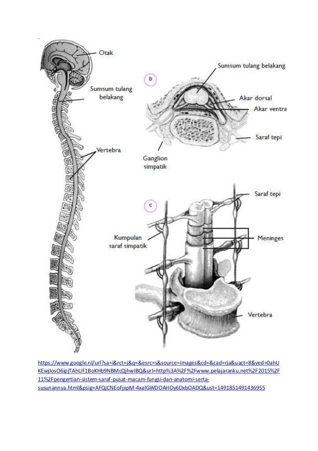 understanding anatomy drawing