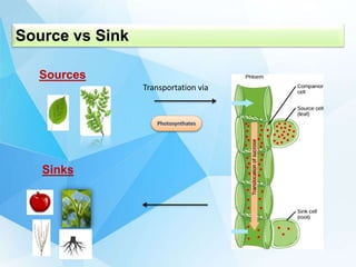 Source and sink regulation.pptx