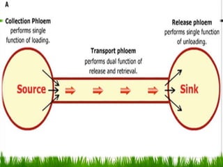 Source and sink relationship pptx.pptx | Gardening | Home & Garden