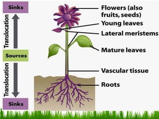 Source and sink relationship pptx.pptx