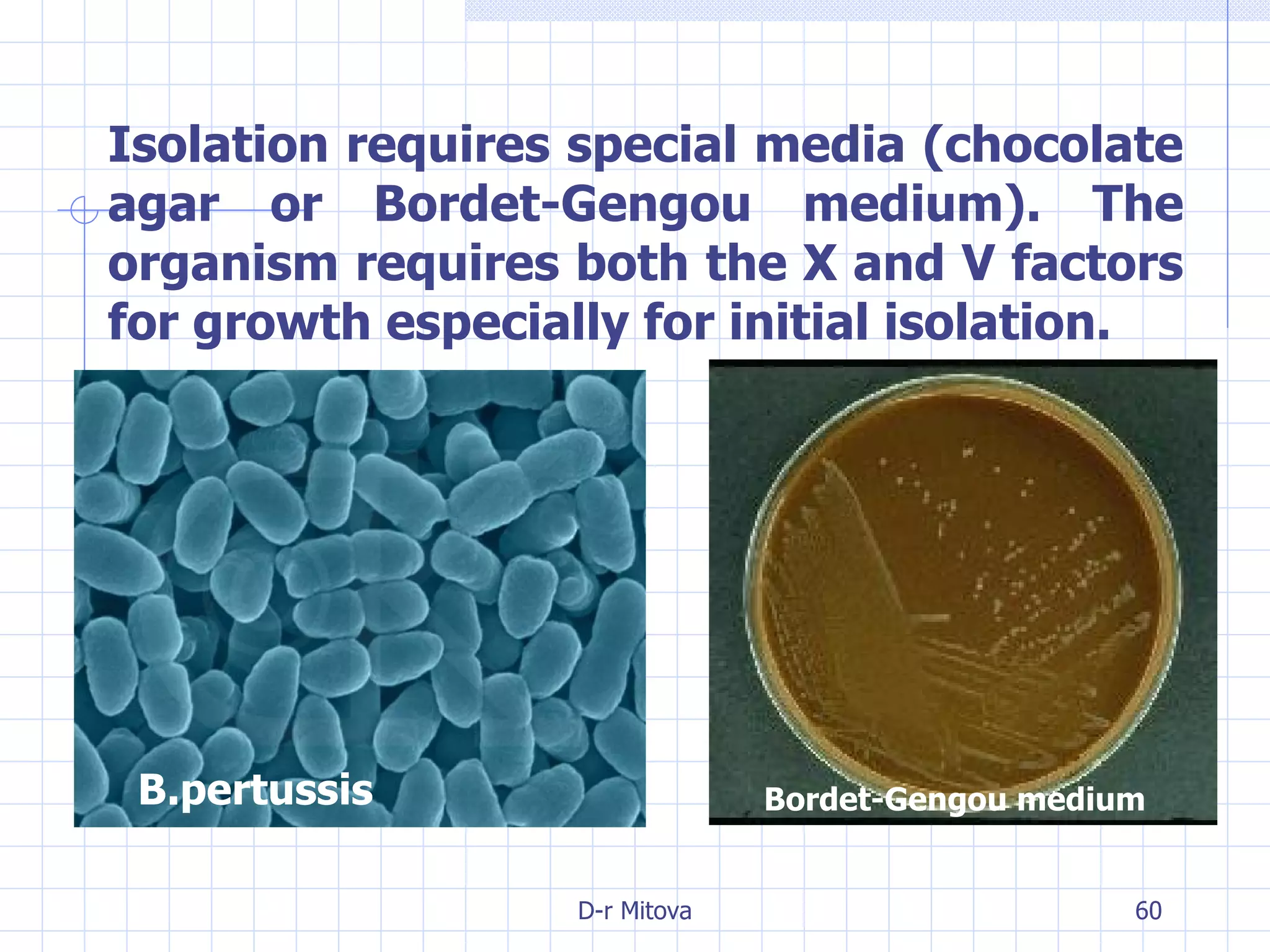 Isolation requires special media (chocolate agar or Bordet-Gengou medium). The organism requires both the X and V factors for growth especially for initial isolation. B.pertussis Bordet-Gengou medium 