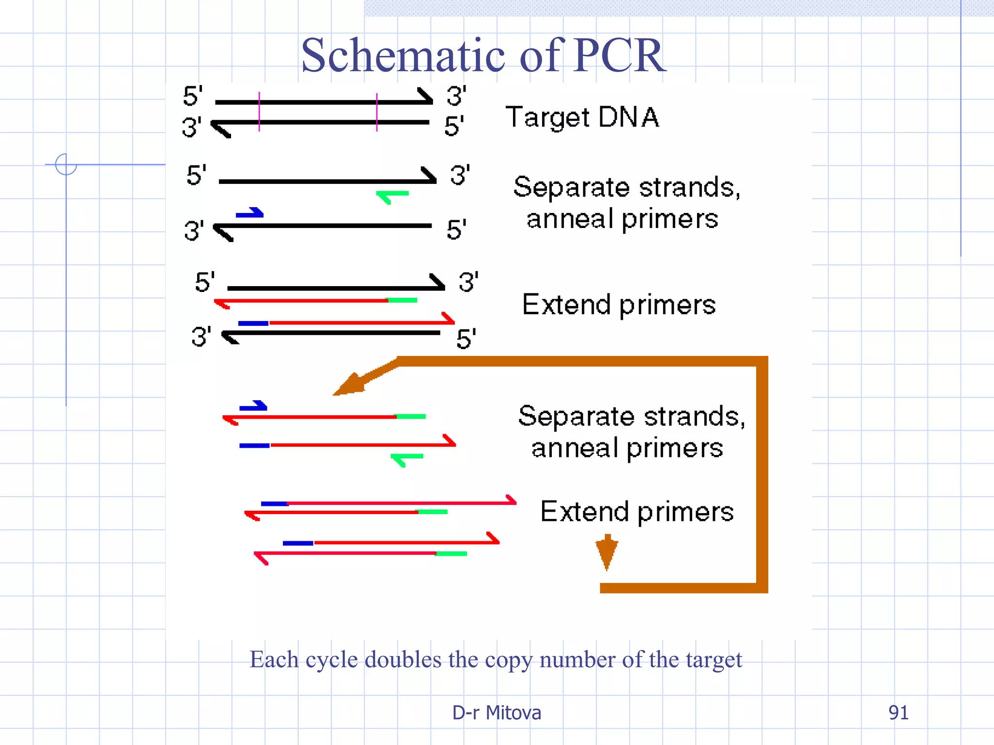 Schematic of PCR Each cycle doubles the copy number of the target 