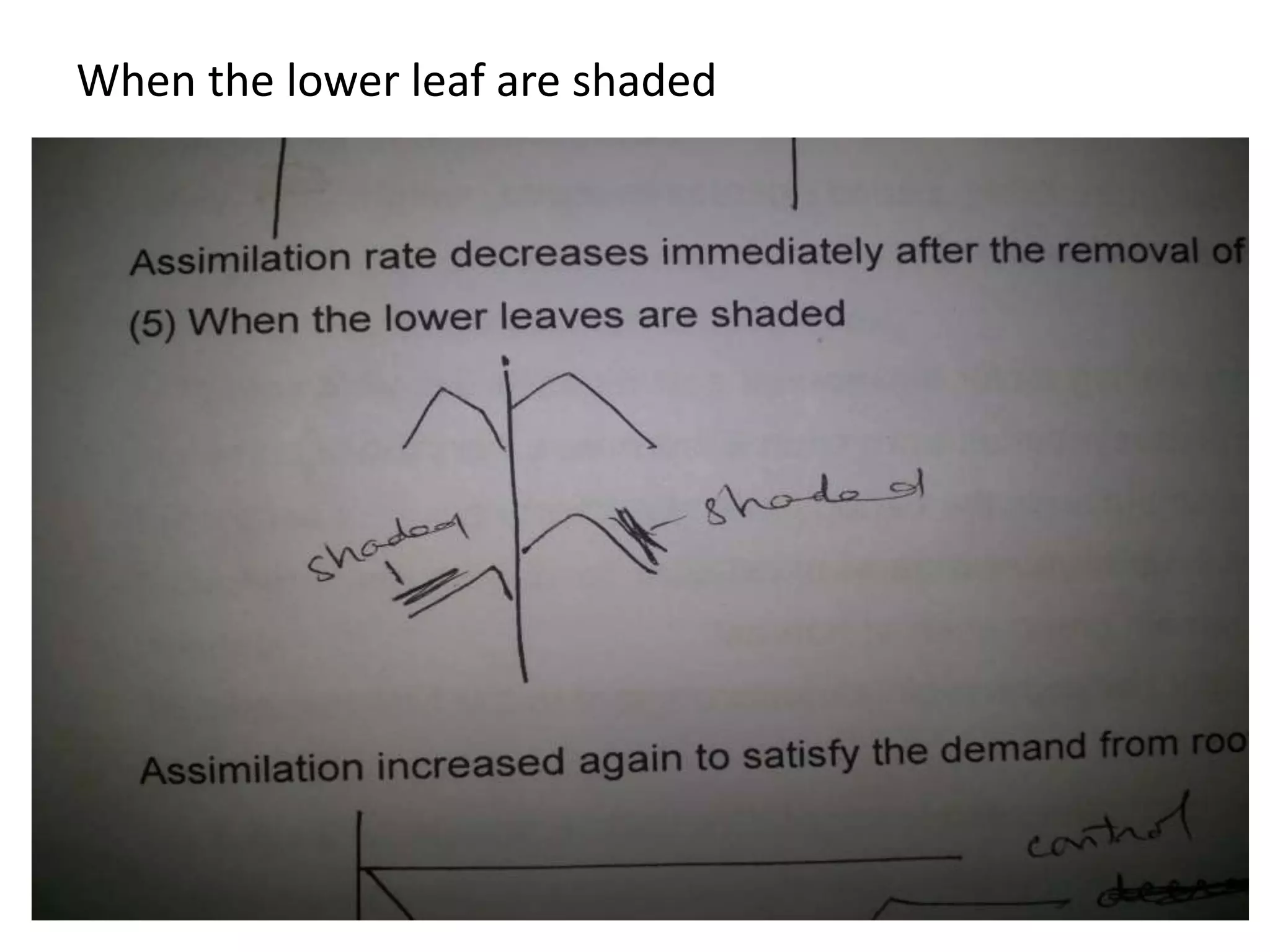 When the lower leaf are shaded
 
