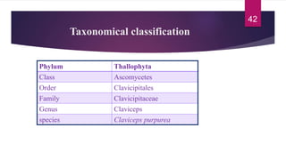 Taxonomical classification
Phylum Thallophyta
Class Ascomycetes
Order Clavicipitales
Family Clavicipitaceae
Genus Claviceps
species Claviceps purpurea
42
 