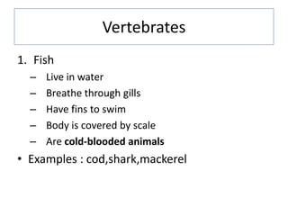 Vertebrates
1. Fish
– Live in water
– Breathe through gills
– Have fins to swim
– Body is covered by scale
– Are cold-bloo...