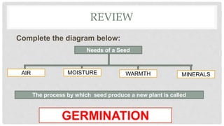 REVIEW
Complete the diagram below:
Needs of a Seed
AIR MOISTURE WARMTH MINERALS
The process by which seed produce a new plant is called
GERMINATION
 