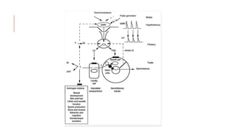 Source, synthesis and metabolism of androgens | PPSX