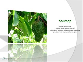 Soursop
                 Family : Annonaceae
          Scientist name : Annona muricata
Other names : Corossol, Evo, aluguntugui, guanabana,
      graviola, anona, adunu, brazilian pawpaw
 
