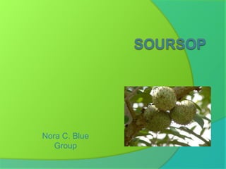 Soursop Nora C. Blue Group 