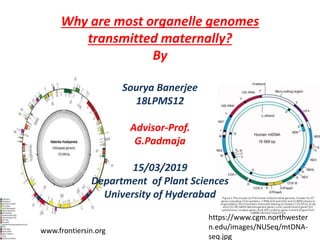 Why are most organelle genomes
transmitted maternally?
By
Sourya Banerjee
18LPMS12
Advisor-Prof.
G.Padmaja
15/03/2019
Department of Plant Sciences
University of Hyderabad
www.frontiersin.org
https://www.cgm.northwester
n.edu/images/NUSeq/mtDNA-
seq.jpg
 