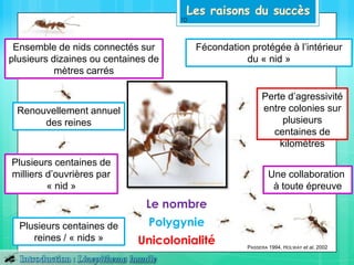 Le nombre
Une collaboration
à toute épreuve
Ensemble de nids connectés sur
plusieurs dizaines ou centaines de
mètres carrés
Plusieurs centaines de
milliers d’ouvrières par
« nid »
Polygynie
Fécondation protégée à l’intérieur
du « nid »
Unicolonialité
Perte d’agressivité
entre colonies sur
plusieurs
centaines de
kilomètres
Plusieurs centaines de
reines / « nids »
Renouvellement annuel
des reines
PASSERA 1994, HOLWAY et al. 2002
10
 