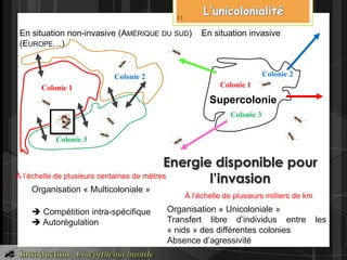 En situation non-invasive (AMÉRIQUE DU SUD) En situation invasive
(EUROPE…)
Colonie 3
Colonie 2
Colonie 1
À l’échelle de plusieurs centaines de mètres
Organisation « Multicoloniale »
 Compétition intra-spécifique
 Autorégulation
Colonie 3
Colonie 1
Colonie 2
Supercolonie
À l’échelle de plusieurs milliers de km
Organisation « Unicoloniale »
Transfert libre d’individus entre les
« nids » des différentes colonies
Absence d’agressivité
Energie disponible pour
l’invasion
11
 
