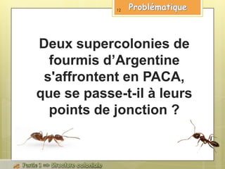 Deux supercolonies de
fourmis d’Argentine
s'affrontent en PACA,
que se passe-t-il à leurs
points de jonction ?
12
 