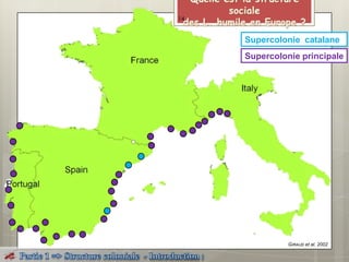 GIRAUD et al. 2002
Supercolonie catalane
Supercolonie principale
14
 