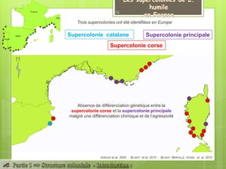 Trois supercolonies ont été identifiées en Europe
GIRAUD et al. 2002 ; BLIGHT et al. 2010 ; BLIGHT, BERVILLE, VOGEL et al. 2012
Supercolonie catalane Supercolonie principale
Supercolonie corse
Absence de différenciation génétique entre la
supercolonie corse et la supercolonie principale
malgré une différenciation chimique et de l’agressivité
15
 