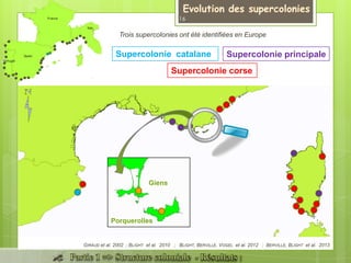 Trois supercolonies ont été identifiées en Europe
Supercolonie catalane Supercolonie principale
Supercolonie corse
GIRAUD et al. 2002 ; BLIGHT et al. 2010 ; BLIGHT, BERVILLE, VOGEL et al. 2012 ; BERVILLE, BLIGHT et al. 2013
Giens
Porquerolles
16
 