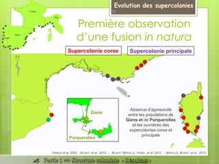 Supercolonie corse
Absence d’agressivité
entre les populations de
Giens et de Porquerolles
et les ouvrières des
supercolonies corse et
principale
Giens
Porquerolles
Première observation
d’une fusion in natura
Supercolonie principale
GIRAUD et al. 2002 ; BLIGHT et al. 2010 ; BLIGHT, BERVILLE, VOGEL et al. 2012 ; BERVILLE, BLIGHT et al. 2013
17
 