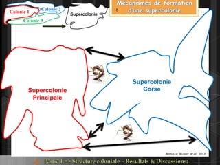 Supercolonie
CorseSupercolonie
Principale
Colonie 3
Colonie 2
Colonie 1 Supercolonie
BERVILLE, BLIGHT et al. 2013
18
 