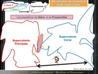 Supercolonie
CorseSupercolonie
Principale
Colonie 3
Colonie 2
Colonie 1 Supercolonie
BERVILLE, BLIGHT et al. 2013
Les populations de Giens et de Porquerolles
19
 