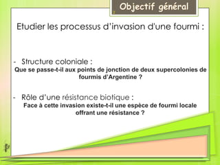 Etudier les processus d’invasion d'une fourmi :
- Structure coloniale :
Que se passe-t-il aux points de jonction de deux supercolonies de
fourmis d’Argentine ?
- Rôle d’une résistance biotique :
Face à cette invasion existe-t-il une espèce de fourmi locale
offrant une résistance ?
2
 