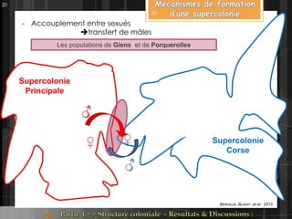 Supercolonie
Corse
Supercolonie
Principale
BERVILLE, BLIGHT et al. 2013
Les populations de Giens et de Porquerolles
♂
♂
♀ ♀
- Accouplement entre sexués
transfert de mâles
20
20
 