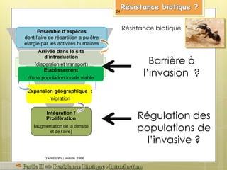 Ensemble d’espèces
dont l’aire de répartition a pu être
élargie par les activités humaines
Expansion géographique :
migration
Intégration /
Prolifération
(augmentation de la densité
et de l’aire)
D’APRÈS WILLIAMSON 1996
Résistance biotique
Régulation des
populations de
l’invasive ?
Barrière à
l’invasion ?
Arrivée dans le site
d’introduction
(dispersion et transport)
Etablissement
d’une population locale viable
24
 
