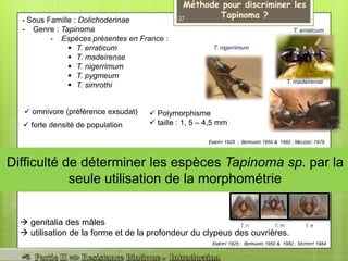 Difficulté de déterminer les espèces Tapinoma sp. par la
seule utilisation de la morphométrie
T. erraticum
T. madeirense
T. nigerrimum
 forte densité de population
 Polymorphisme
 taille : 1, 5 – 4,5 mm
 omnivore (préférence exsudat)
- Sous Famille : Dolichoderinae
- Genre : Tapinoma
- Espèces présentes en France :
 T. erraticum
 T. madeirense
 T. nigerrimum
 T. pygmeum
 T. simrothi
 genitalia des mâles
 utilisation de la forme et de la profondeur du clypeus des ouvrières.
EMERY 1925 ; BERNARD 1950 & 1982 ; MEUDEC 1979
EMERY 1925 ; BERNARD 1950 & 1982 ; SEIFERT 1984
27
T. mT. n T. e
 
