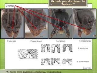 T. madeirenseT. erraticumT. nigerrimumT. simrothi
SEIFERT 1984
Clypeus
T. madeirense
T. erraticum
28
 