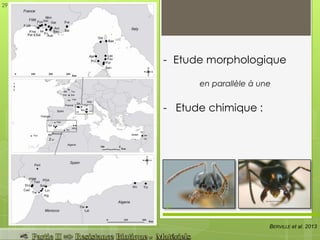BERVILLE et al. 2013
- Etude morphologique
en parallèle à une
- Etude chimique :
29
29
 