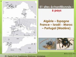 51 sites échantillonnés :
6 pays
Algérie – Espagne
France – Israël - Maroc
– Portugal (Madère)
BERVILLE et al. 2013
30
30
 