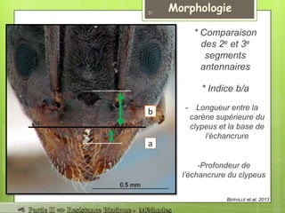 a
b
BERVILLE et al. 2013
* Comparaison
des 2e et 3e
segments
antennaires
- Longueur entre la
carène supérieure du
clypeus et la base de
l’échancrure
* Indice b/a
-Profondeur de
l’échancrure du clypeus
31
 